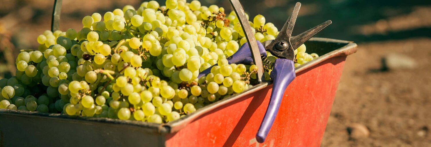 Uma pilha de uvas verdes em um recipiente vermelho com um par de tesouras de poda em cima, ao ar livre em um dia ensolarado durante o Tour privado pelas vinícolas de Luján de Cuyo + Degustação de espumantes
