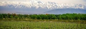 Tour de vinhedos e adegas imperdível na região de Mendoza!