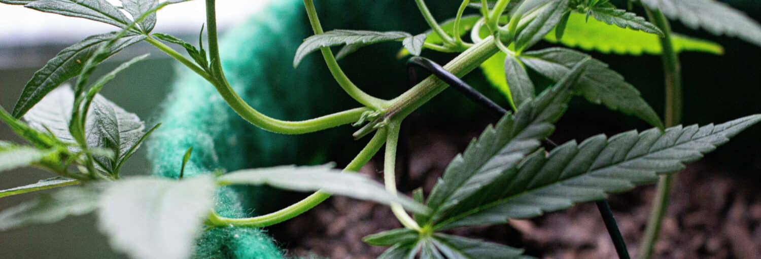 Close-up de uma planta de cannabis com folhas verdes e um caule, sustentada por uma gravata preta de jardinagem em um vaso de tecido. A imagem ilustra o post sobre Tour da cannabis por Bogotá.