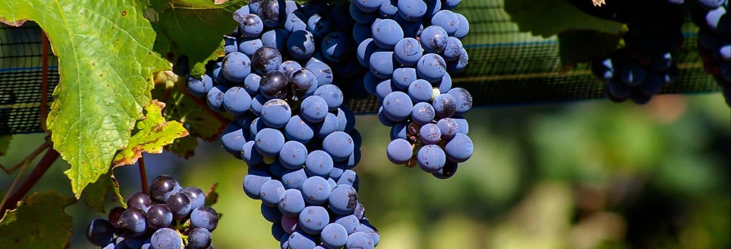 Cachos de uvas roxas escuras pendem de uma videira com folhas verdes visíveis ao fundo durante o Tour pela região vinícola de Luján de Cuyo em grupo reduzido