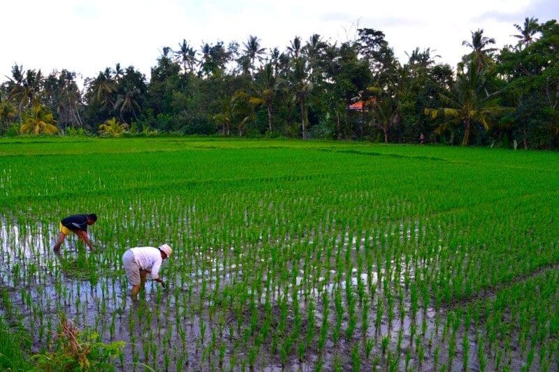 Duas pessoas trabalham em um campo de arroz verde e alagado, com árvores e um céu nublado ao fundo. Representa onde ficar em Ubud