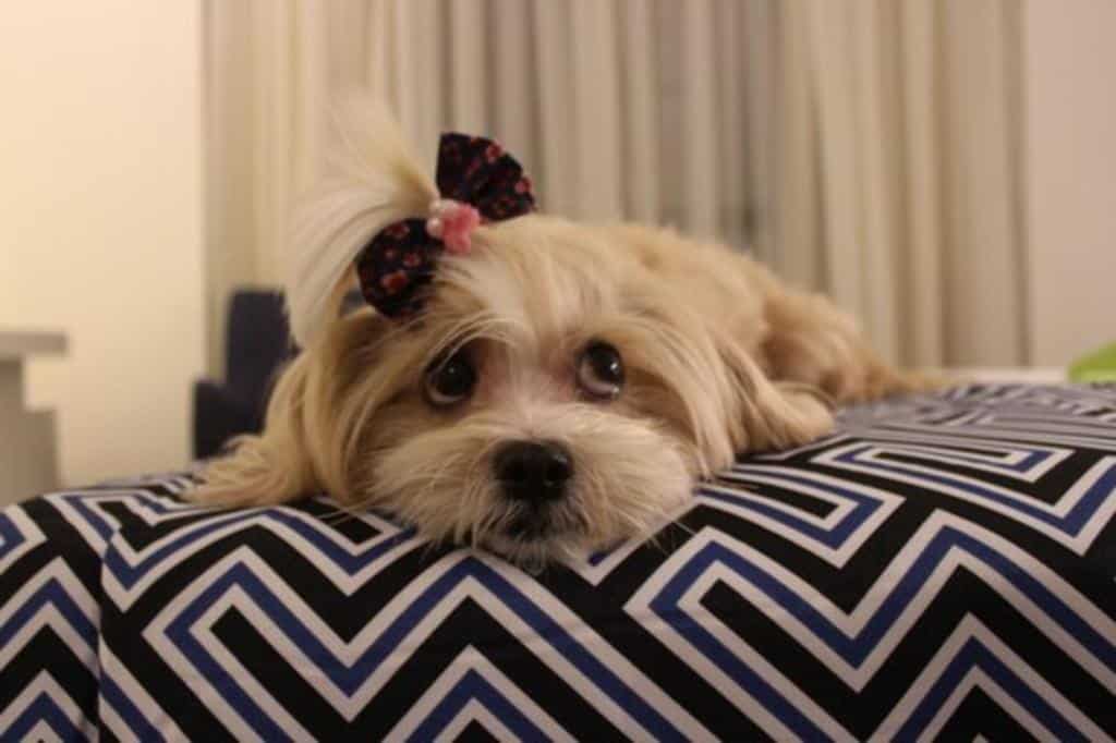Cachorro pequeno com um laço no pelo deitado em uma cama com um cobertor de padrão geométrico preto e branco, do Mural Living Hotel Manaus. Representa hotéis em Manaus.