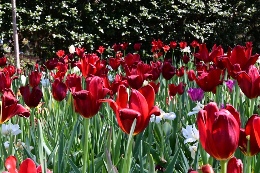 Canteiro florido com vibrantes tulipas vermelhas em meio a folhagem verde, em cênica paisagem de parque urbano no Arboreto de Dallas e Jardim Botânico.