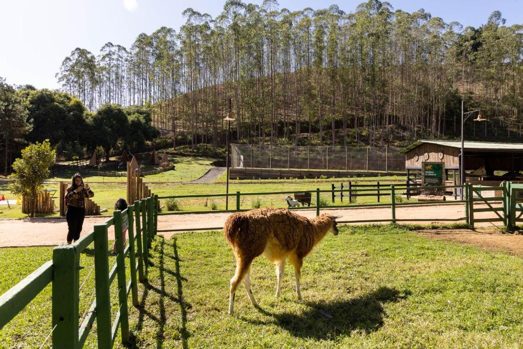 Fazenda com cercas verdes, campo gramado e álamos em uma floresta densa. Uma alpaca caminha pelo pasto com um homem ao fundo.  Ilustra os melhores hotéis fazenda no Brasil.