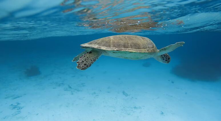 Tartaruga nadando no fundo do mar azul em Bonaire
