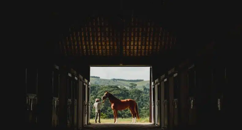 Cavalo castanho em estábulo de madeira com vista para paisagem rural brasileira